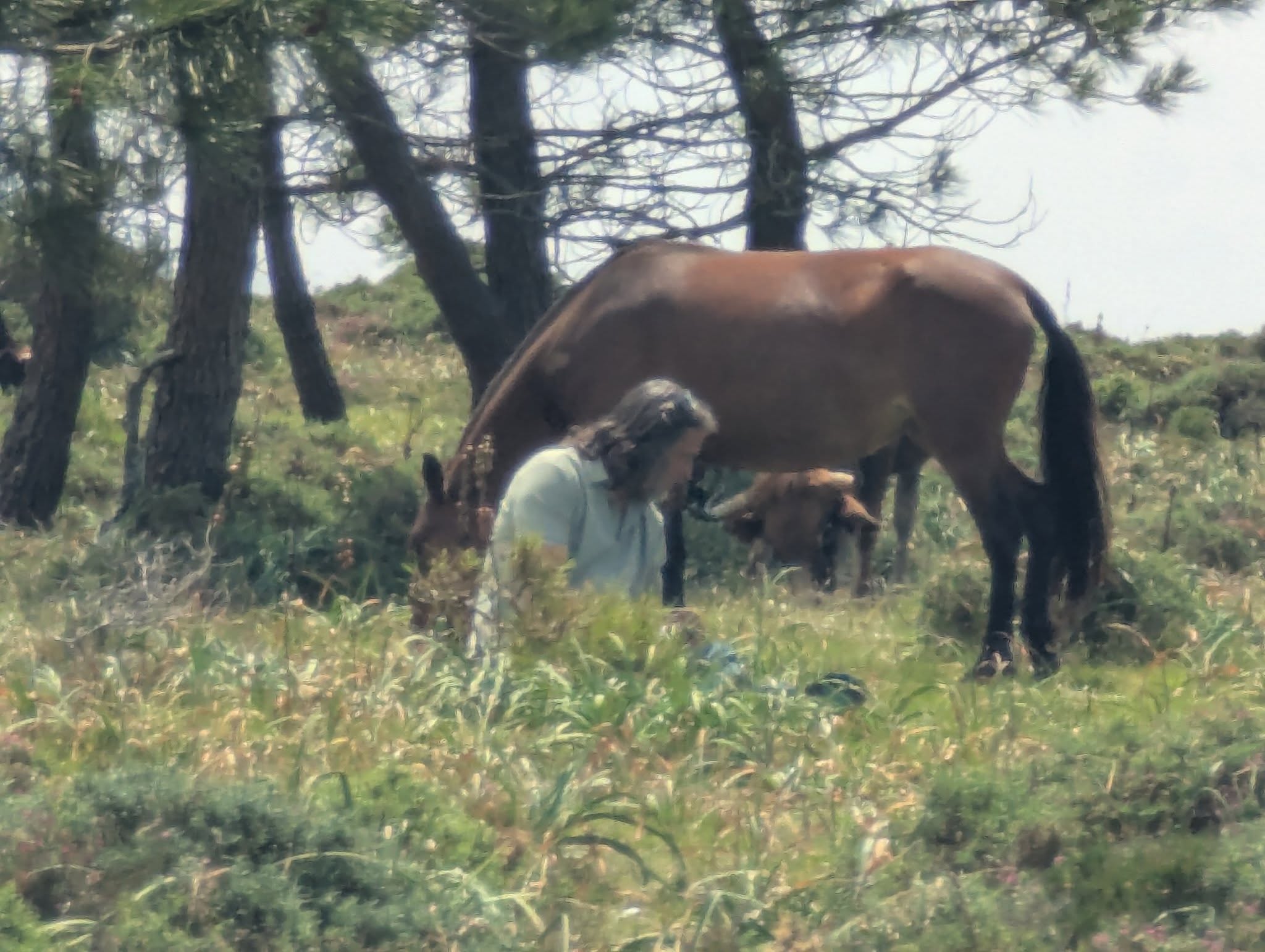 “Isaac Ares sitting quietly among wild horses in the mountains of A Groba , moment of calm connection and observation in their natural habitat”