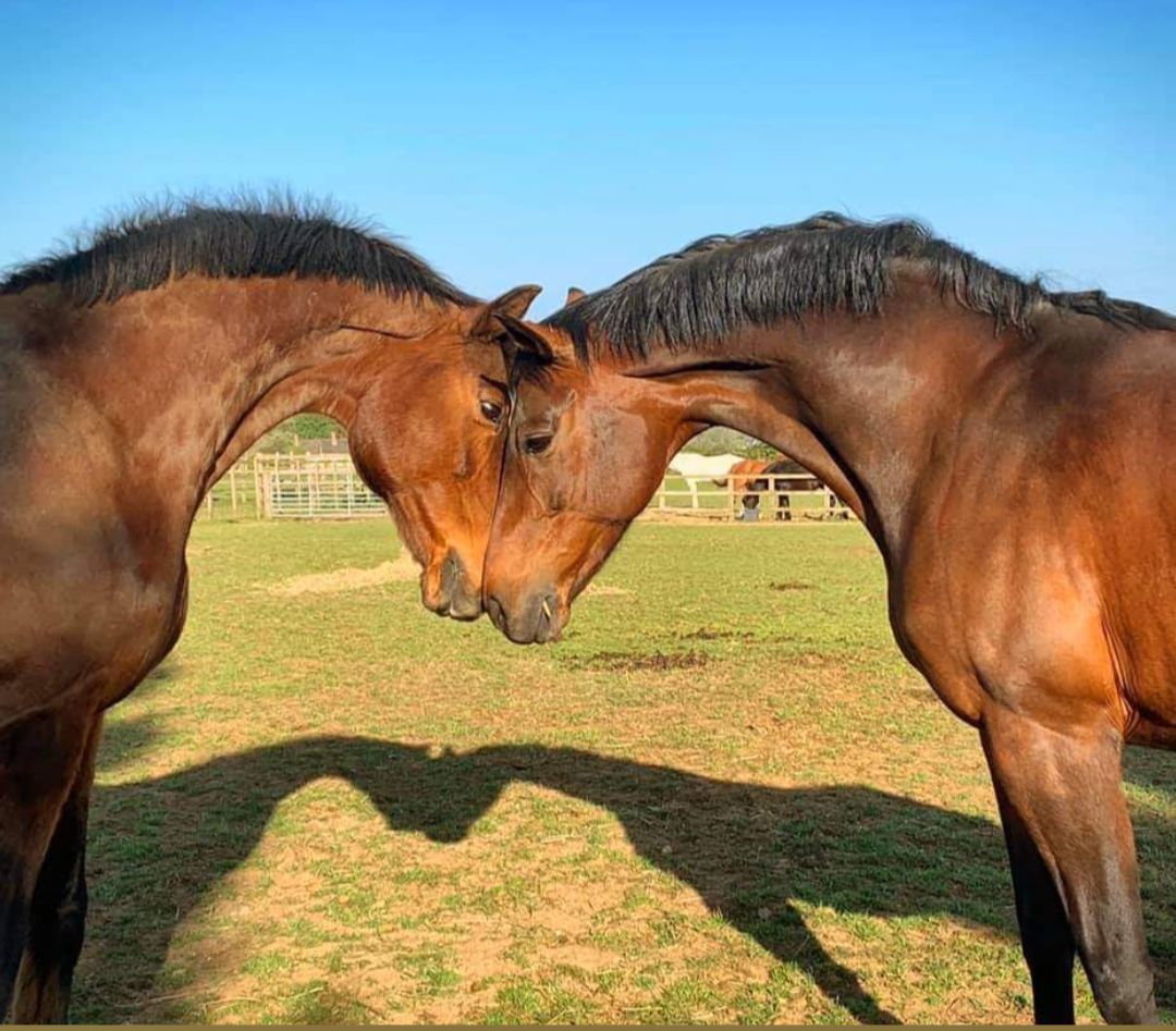 The horse speaks in silence.