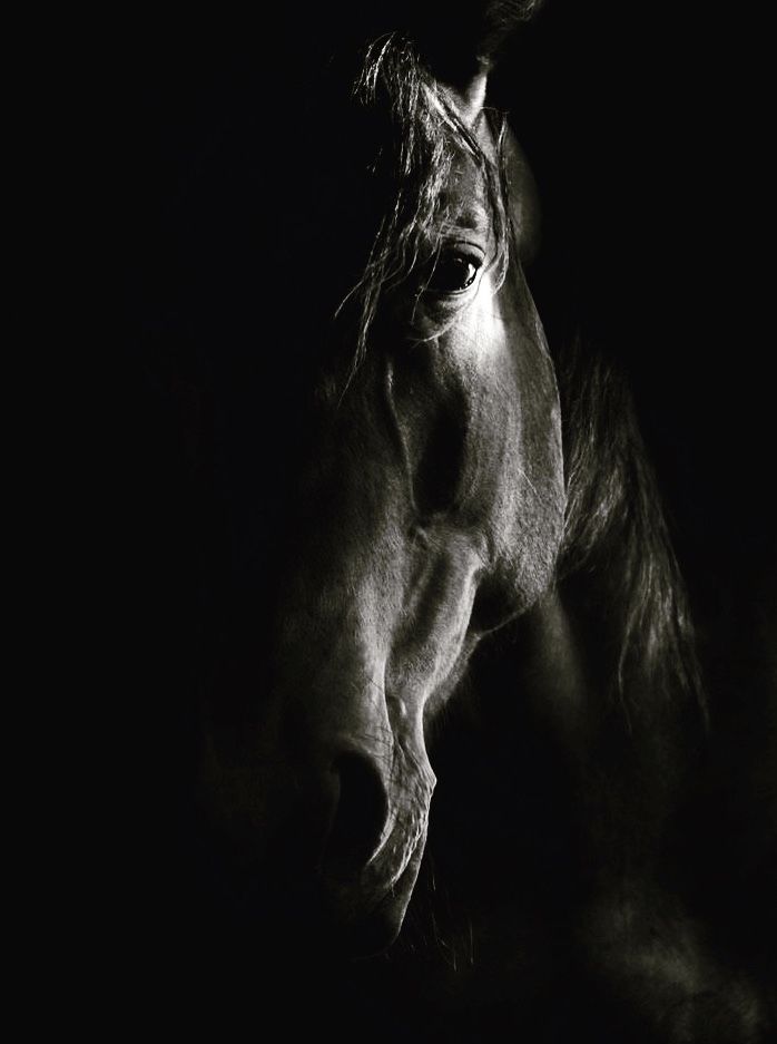“Close up portrait of a horse in dramatic low light, with half of the face emerging softly from the shadows.”