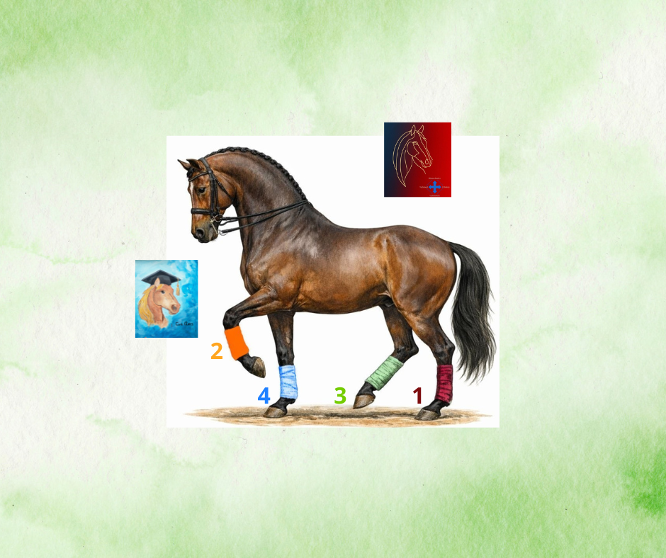 CLASSICAL DRESSAGE Foundations 04 of 10