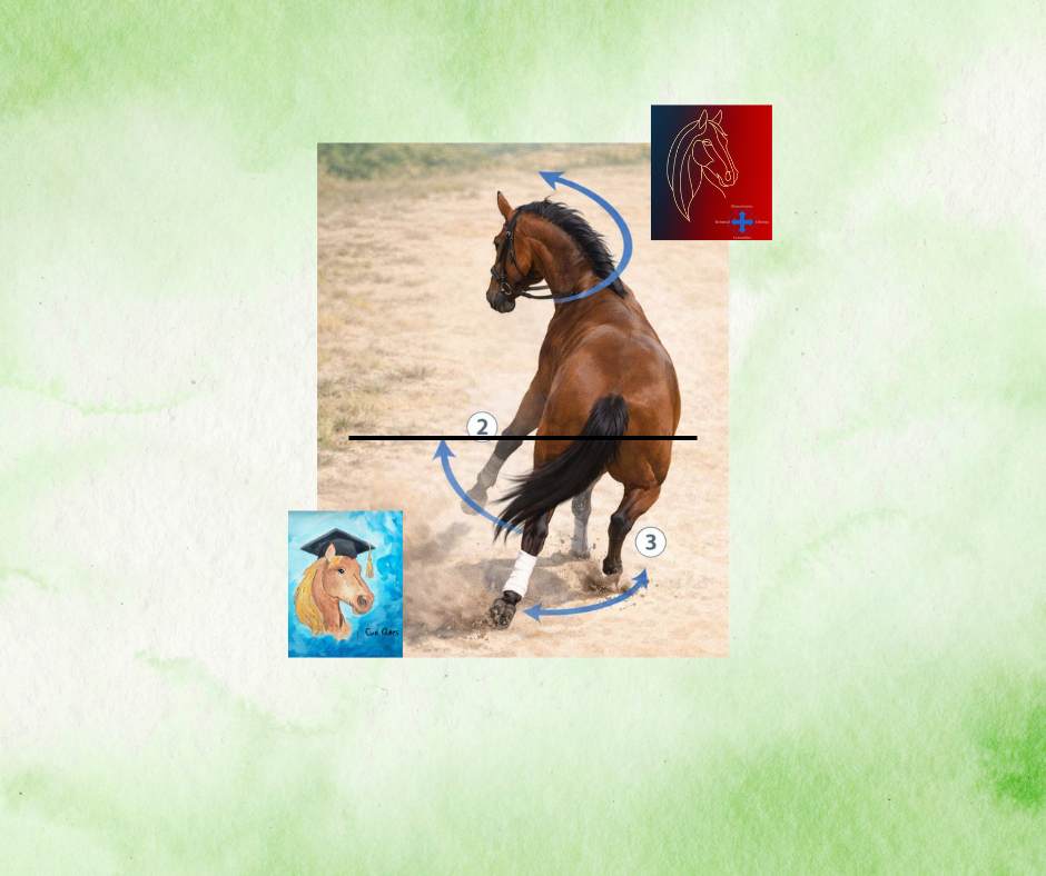 CLASSICAL DRESSAGE. Foundations 07 of 10