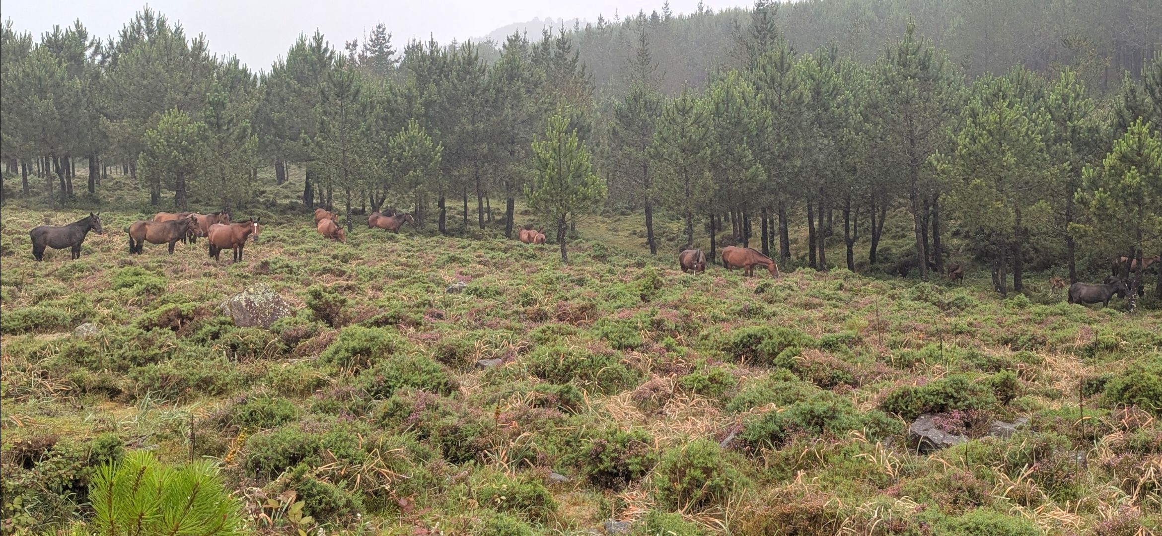 “Isaac Ares standing near wild horses in A Groba mountains, article on natural behavior, freedom, and the true meaning of leadership in horsemanship”